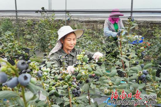 果中新贵<em>蓝莓</em>在海南广泛试种，优势在哪？