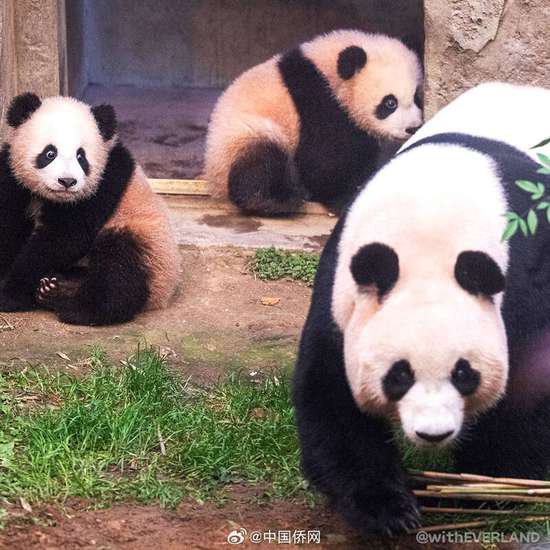 在韩出生的大熊猫双胞胎睿宝辉宝要与公众见面了