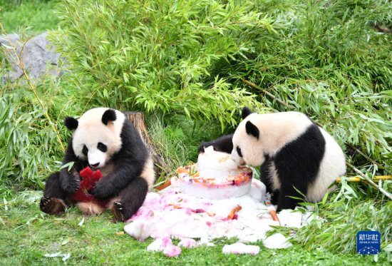 在德国<em>出生的</em>大熊猫双胞胎迎来4周岁生日