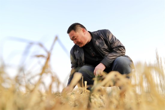 新疆和硕县3.1万亩冬小麦即将进入返青期