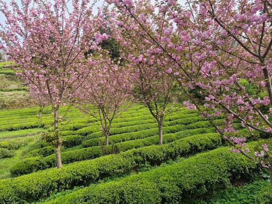 贵州印江：茶树樱花相点缀 茶香花香满山岗