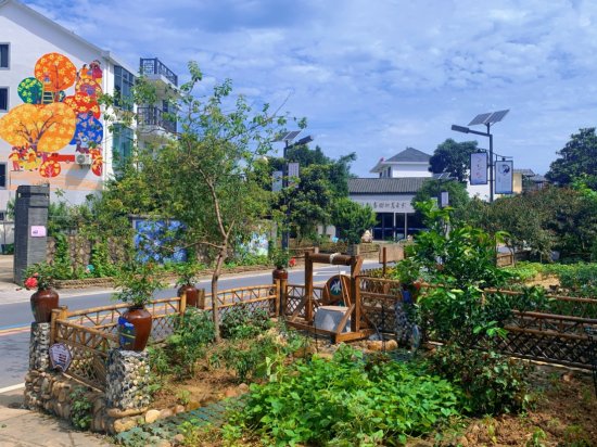 衢州柯城：“一米菜园”成为庭院风景