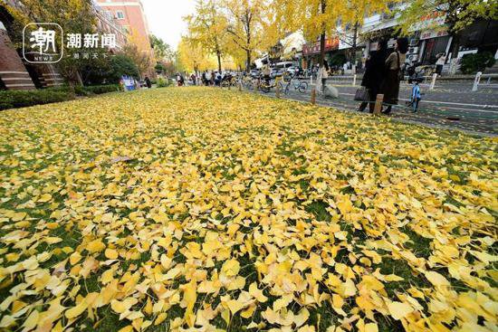 有没有觉得杭州今年的落叶季特别美？这事和天气有关