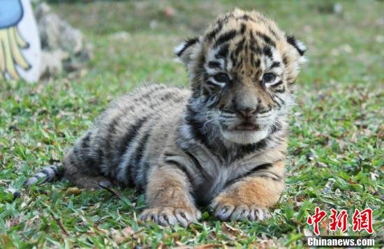 墨西哥一家动物园新生孟加拉<em>虎 取名</em>为“Covid”