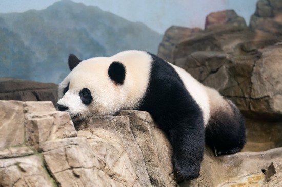 美国华盛顿国家动物园为<em>旅美大熊猫</em>举办欢送活动