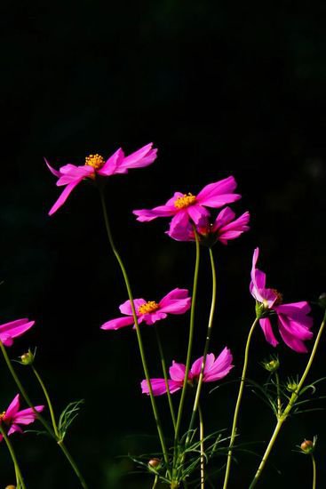 黄红紫橘粉……彭浦四季公园花坛盛装亮相！