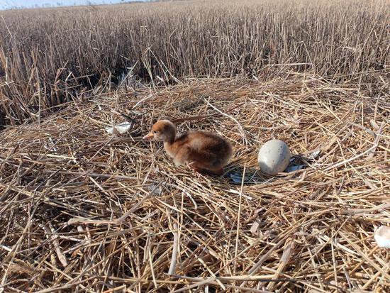 扎龙<em>国家级</em>自然保护区人工散养丹顶鹤迎来“出生季”