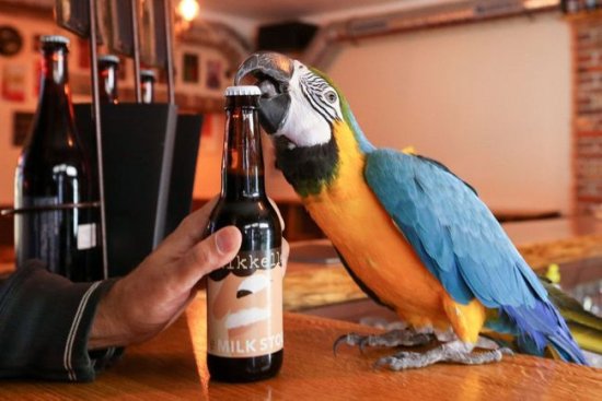 鹦鹉成<em>酒吧</em>“服务员”，能说会道能开瓶盖，只要水果安排到位