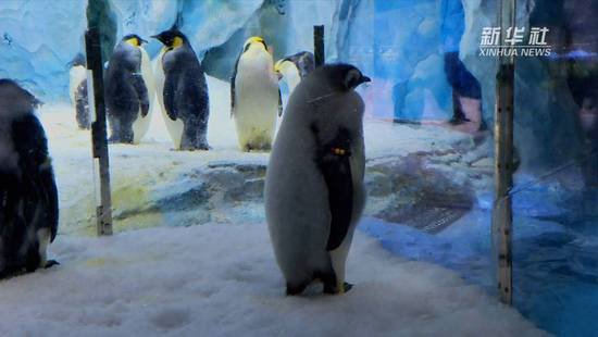 走进<em>珠海</em>长隆海洋王国 看企鹅如何在广东“过冬”