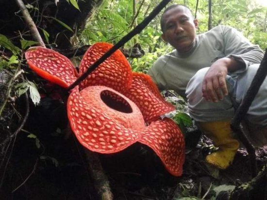 直径1米，臭味“七里”，印度尼西亚发现臭尸百合，这是什么<em>花</em>？