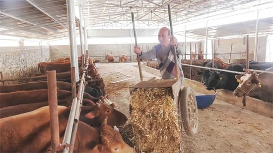 新铺镇：用活肉牛养殖好政策 推动“牛经济”高质量发展-新华网