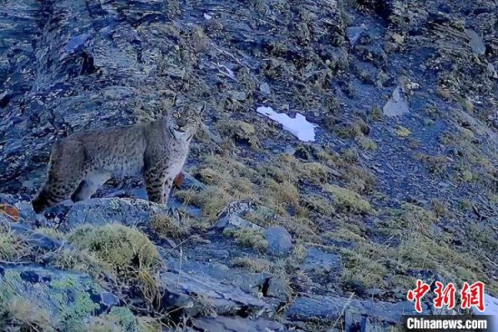 四川新龙：同一地点不同时段记录到雪豹多种野生动物活动影像