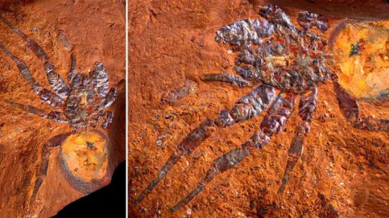 最新<em>研究</em>：澳大利亚1600万年前曾有巨型蜘蛛出没
