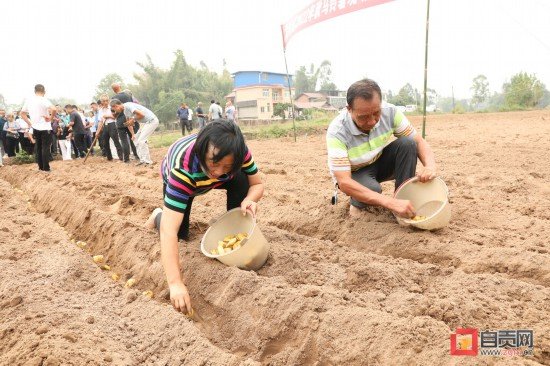 自贡沿滩区：三万亩秋<em>马铃薯</em>开始播种