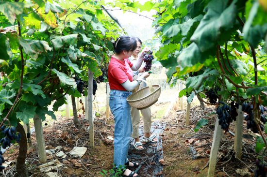 柳江区：又是一年丰收季 葡萄采摘上市忙