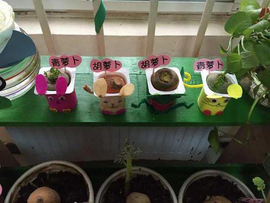 深圳的幼儿园适合<em>种植哪些</em>植物？