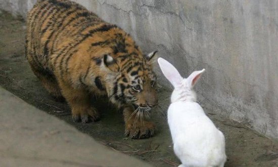 饲养员想激发小老虎兽性，扔进<em>几只兔子</em>，网友：看一次笑一次！