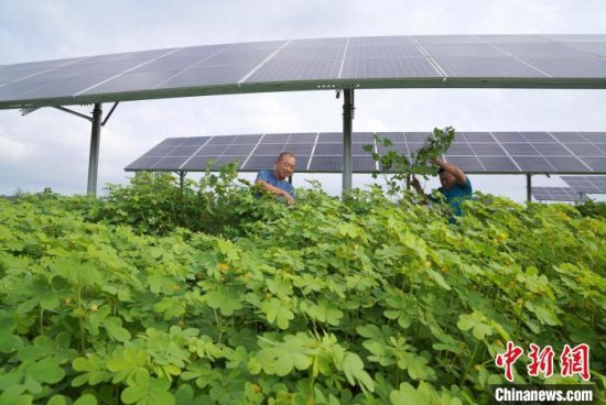 河北内丘推广“农光互补” 清洁能源助力绿色发展