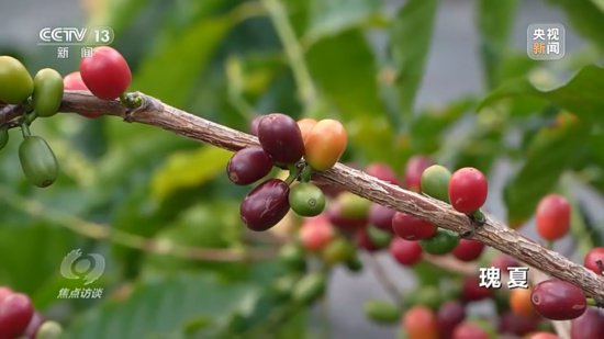 “金豆子”如何炼成？小小<em>咖啡</em>豆带出活色生香大产业！