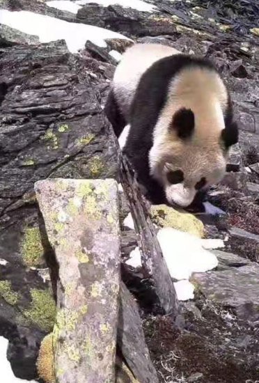 29名体验官走进成都彭州龙门山开展大熊猫国家公园生物多样性“...