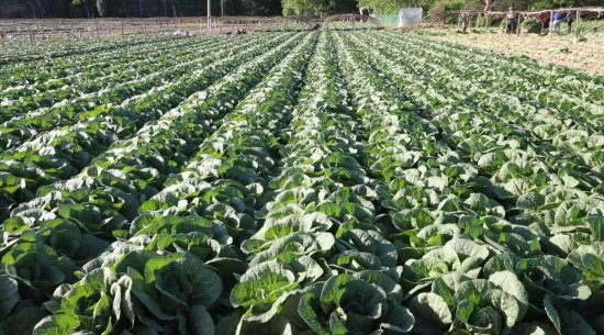 蔬菜种植助农增收