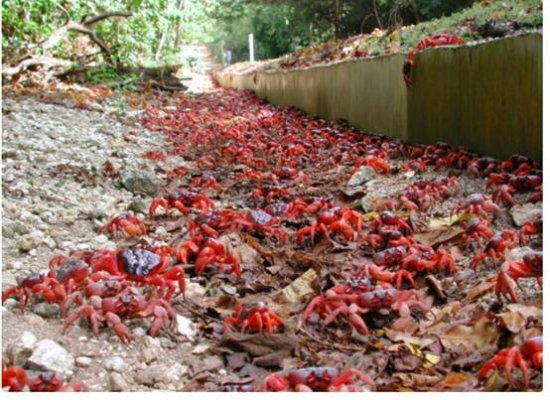 澳洲5000万只红蟹爬上街，这是<em>什么预兆</em>？当地人为何不吃它们？