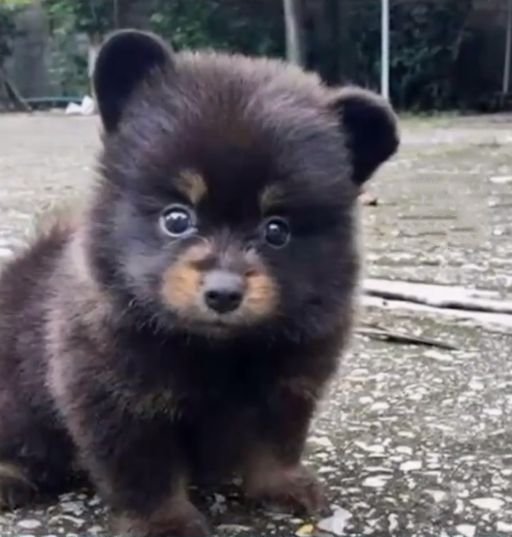 网友路边捡到只小<em>黑狗</em>，养了半年发现竟是只大黑熊！真·熊出没？
