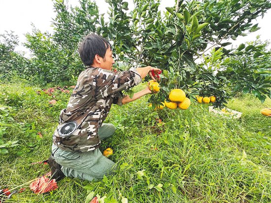 <em>澄迈</em>推广有机种植的葡萄柚迎来首次丰收