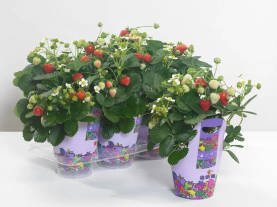 5种真正<em>的家庭盆栽草莓</em>品种！四季丰产，新颖红花，易养易爆盆～