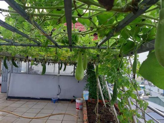 父亲在100平方米的露台花园种菜，得到一米长瓜，不花钱买菜