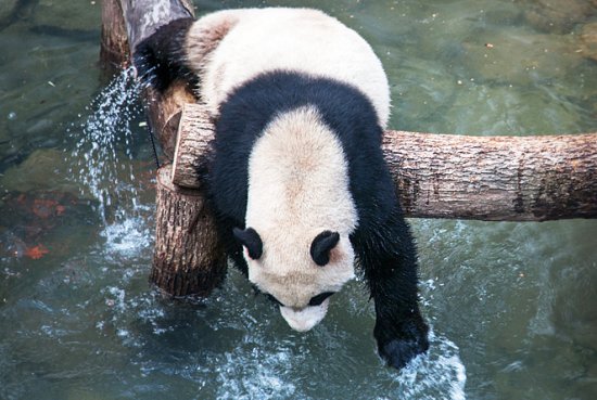 杭州又迎大熊猫，周边还有哪里可以看？这份浙江熊猫地图请查收