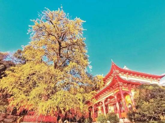 芜湖的这颗<em>银杏树</em>，美了1300多年！