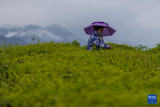西藏墨脱：茶园飘香富山民