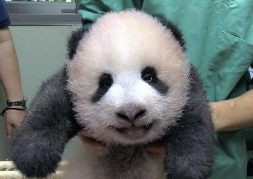 上野动物园的新<em>出生</em>熊猫<em>宝宝</em>已3个月 长出4颗犬齿