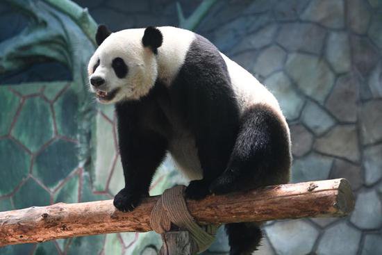 兰州野生动物园4<em>只</em>大熊猫正式亮相