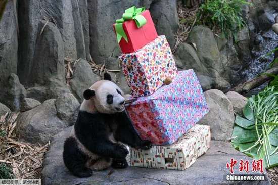 大熊猫“叻叻”最后一次在新加坡公开<em>露面</em> 上千人欢送