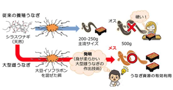 日本人<em>开发</em>出让鳗鱼变性<em>的技术</em>，这是真的吗？