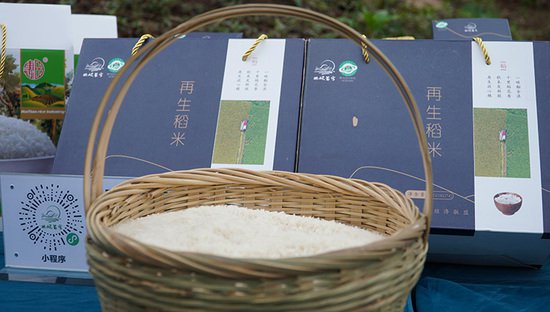四川犍为：11.8万亩再生稻丰收 “一种两收”稳粮增效