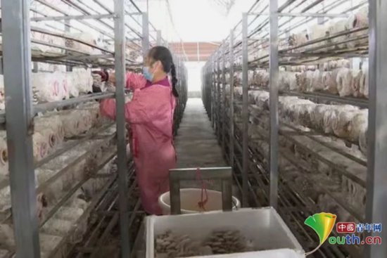 赣州章贡区：护航食用菌产业助力乡村振兴