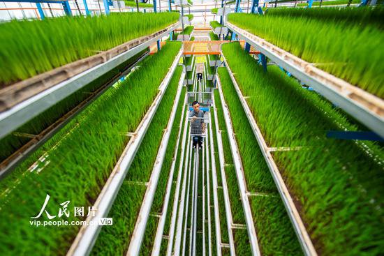 安徽芜湖：数字化育秧助力农业生产