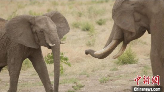 大象之间打招呼有何讲究？国际最新动物学研究揭秘