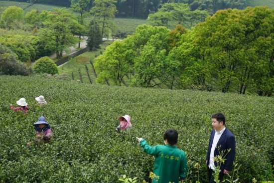 张家港农商银行宜兴支行积极助力辖区茶产业发展
