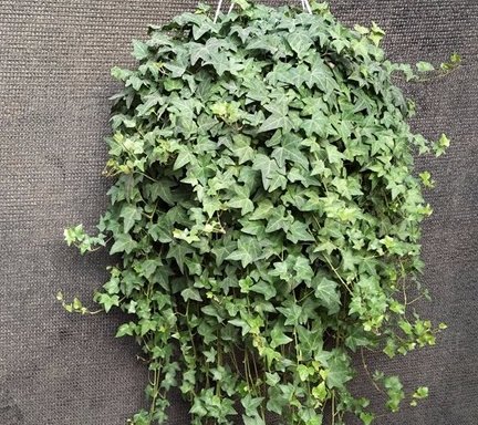 5种盆栽最适合放在卫生间，超耐阴，还能去除异味！