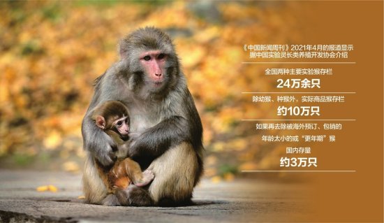 超过15万一只，实验猴<em>价格5年</em>涨8倍