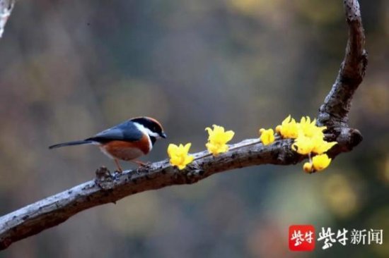 中国最小的鸟！超<em>可爱</em>，<em>名字</em>很“霸气”