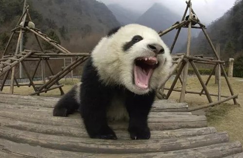 狮子<em>跟老虎</em>为何从来不吃熊猫？网友：也不看熊猫祖先叫什么名字
