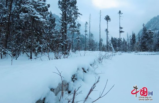 绵阳平武：大熊猫国家公园王朗片区春雪如画美似仙境