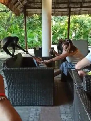 国外夫妇在生态度假村度假遭遇野生<em>猴子抢</em>包