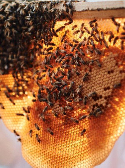 “女性养蜂人”<em> 项目</em>进驻卢旺达 藉助养蜂<em>培训</em>和科学支持赋权当地...