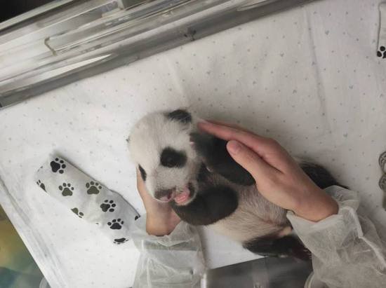 俄罗斯莫斯科动物园：熊猫幼崽健康状况良好 眼睛将在5天后睁开